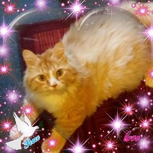 Meet your Posher, Dawn